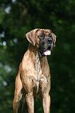 DOGUE ALLEMAND 821